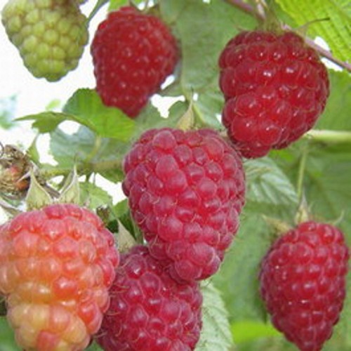 Rubus idaeus 'Patrisia' - Harilik vaarikas 'Patrisia' C2/2L